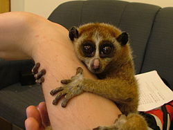 250px-Slow_Loris_Female